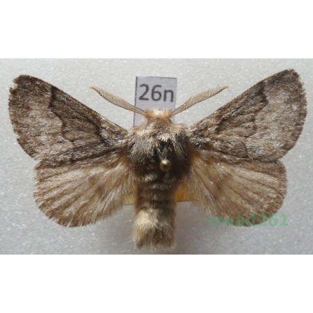 Trichiura crataegi (Linnaeus, 1758) male Barczatka głogowica Czech26n